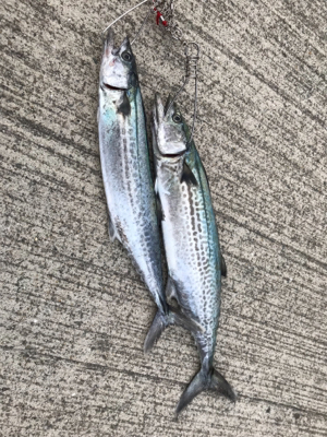 太刀魚、サゴシ