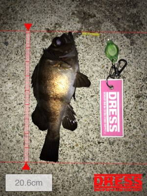 タチウオ終わり！メバル好調！