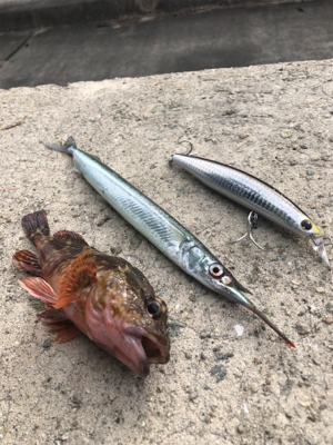 サヨリパターンのはずが・・・