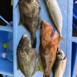 サゴシ狙いにいきましたがΣ(゚д゚lll)