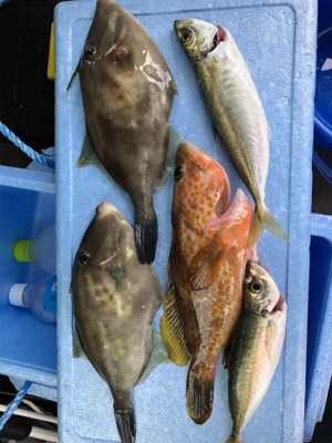 サゴシ狙いにいきましたがΣ（ﾟдﾟlll）…