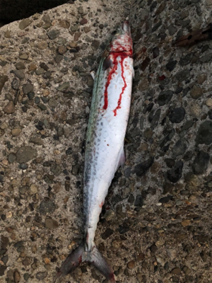 釣り納めしない！