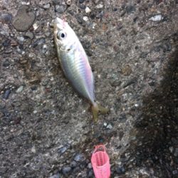 マリンピア沖洲でウキサビキ