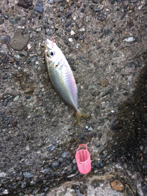 マリンピア沖洲でウキサビキ