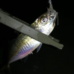 ナイトアジング