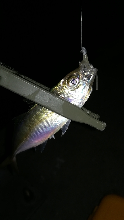 ナイトアジング