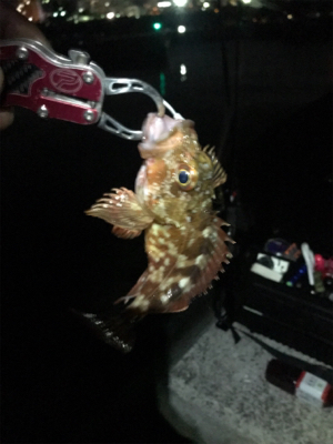 ハードロックフィッシュ練習2