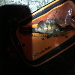 そろそろメバリング