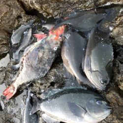 地磯でフカセ♪