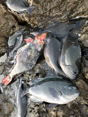 地磯でフカセ♪