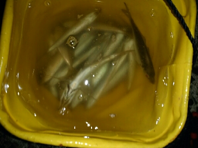 アジだらけ、時々メバル