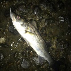 初冬の釣り