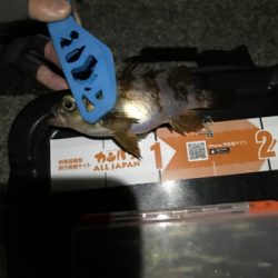 樋島メバリング