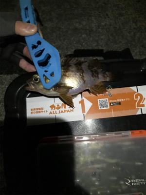 樋島メバリング