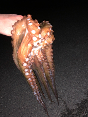 化け物出てもうた