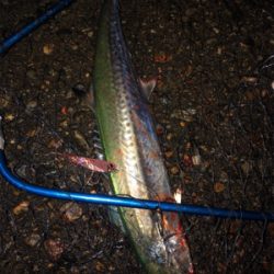 ショアジギング