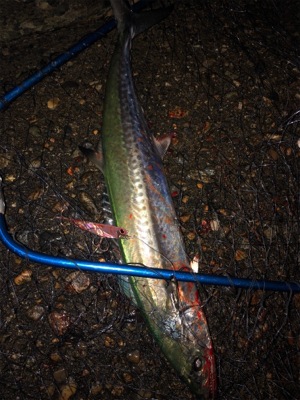 ショアジギング