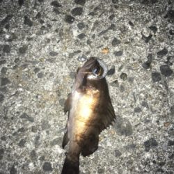 アジングのはずが。。。