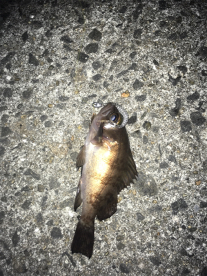 アジングのはずが。。。