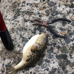 今年最後のカレイ狙い