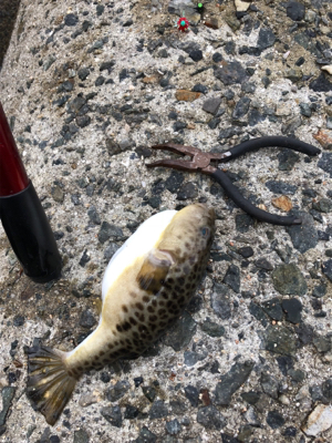 今年最後のカレイ狙い