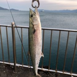 敦賀歴４年、新港では初サゴシ、、、