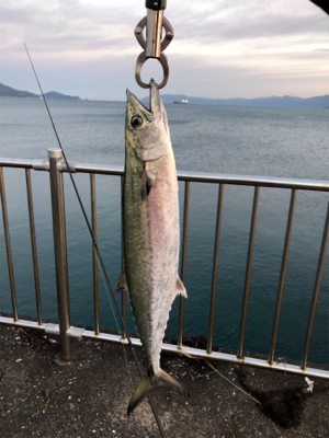 敦賀歴４年、新港では初サゴシ、、、