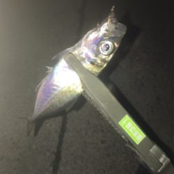 アジングで根魚も