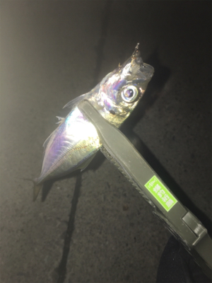 アジングで根魚も