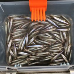 入鹿池 ワカサギ