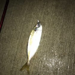 雨の中アジング