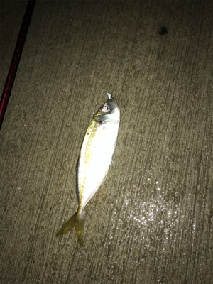 雨の中アジング