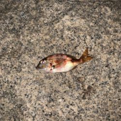 久々ライトゲーム