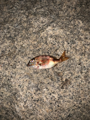 久々ライトゲーム