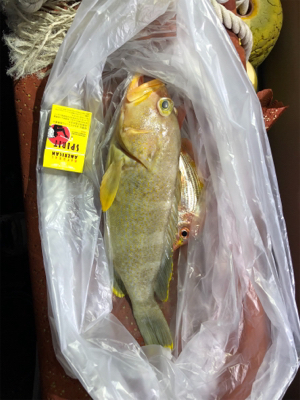 ディープタイラバ?!