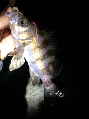 マリンピア沖洲でライトゲーム