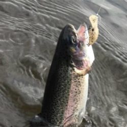 幼稚園児ルアー初釣果