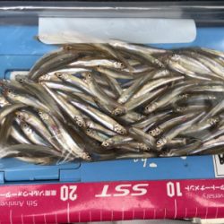 初めてのワカサギ