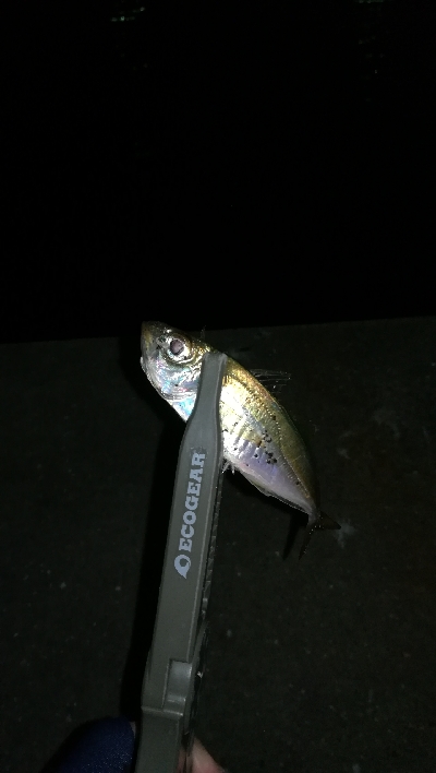 ナイトアジング