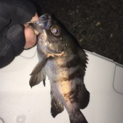 久しぶりのアジング〜