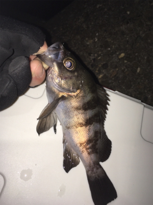 久しぶりのアジング〜