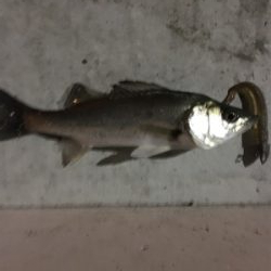 タイリクスズキとキビレ