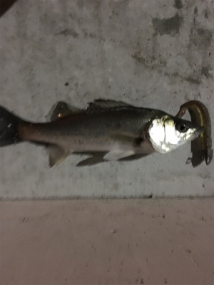 タイリクスズキとキビレ