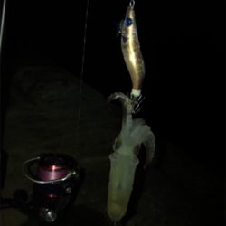 ヒイカ+ミミイカ釣り(^^)