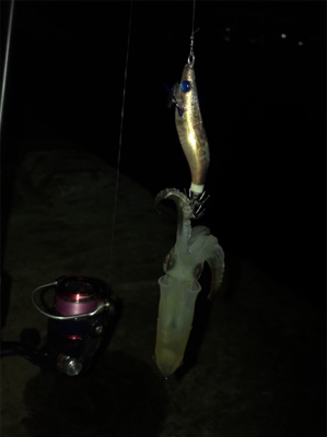 ヒイカ+ミミイカ釣り(^^)