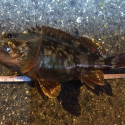 強風の中また淡輪へ。。。