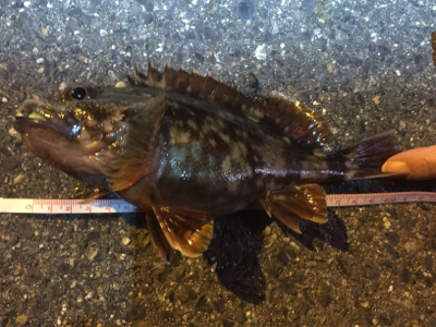 強風の中また淡輪へ。。。