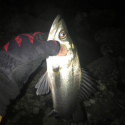 電気ウキで釣りました