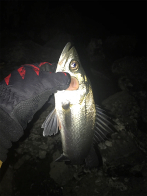 電気ウキで釣りました