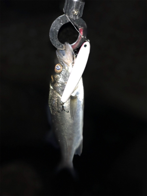 チーバス！！！！